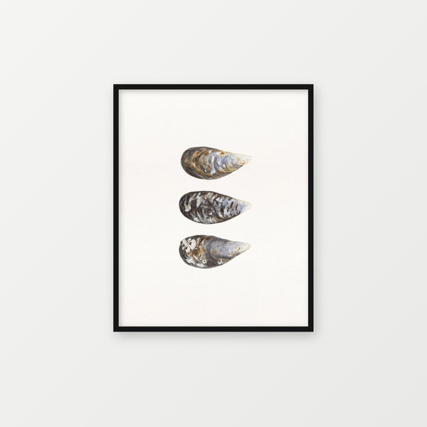 Mussels watercolour print, framed