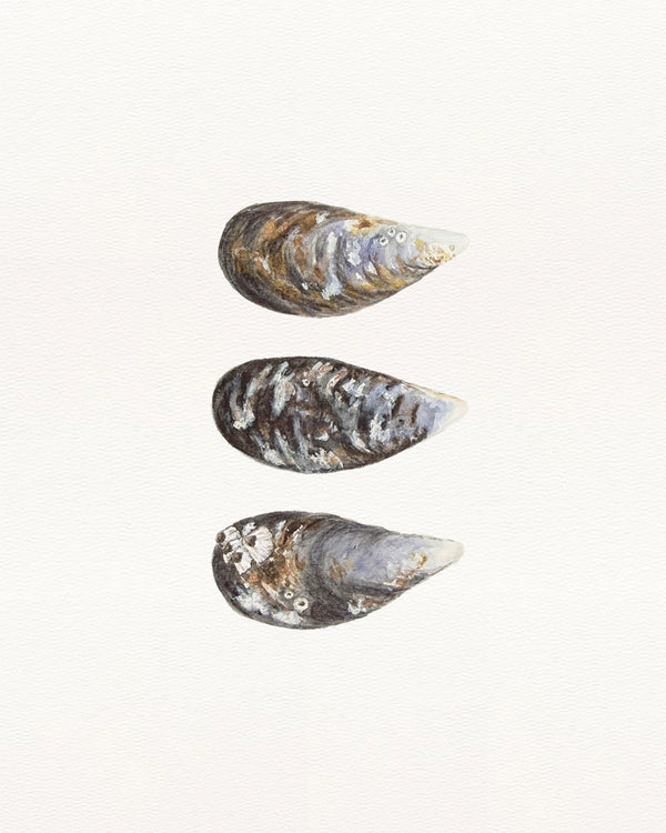 Mussels watercolour print, unframed
