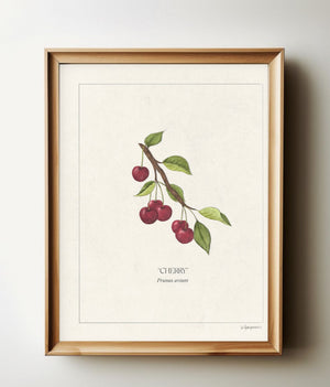 Cherries botanical print in a natural wood frame