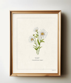 Daisies botanical print in a natural wood frame