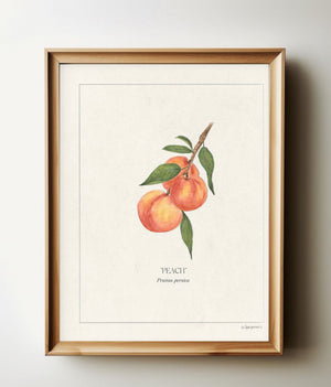Peaches botanical print in a natural wood frame