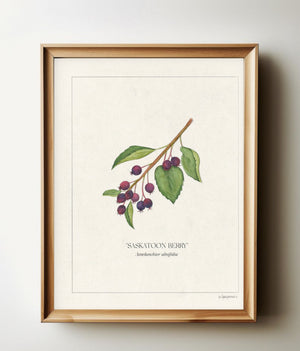 Saskatoon Berries botanical print in a natural wood frame