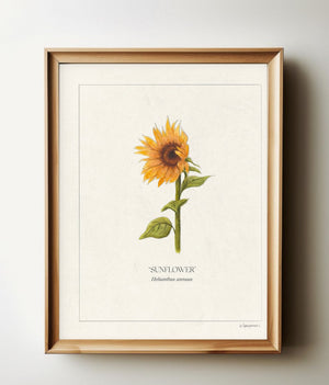 Sunflower botanical print in a natural wood frame