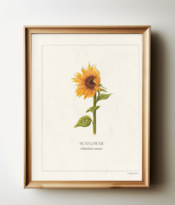 Sunflower botanical print in a natural wood frame