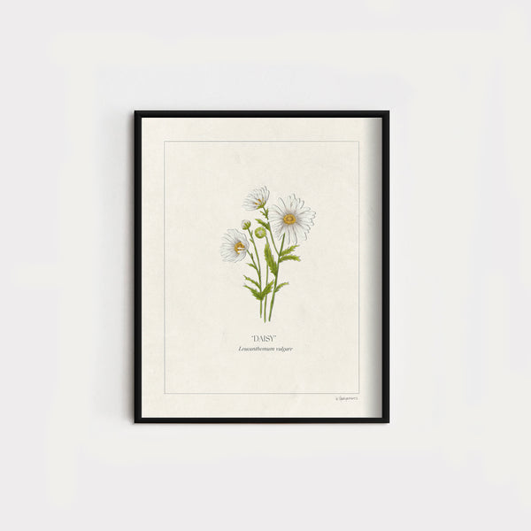JH x KH Botanicals | Daisies