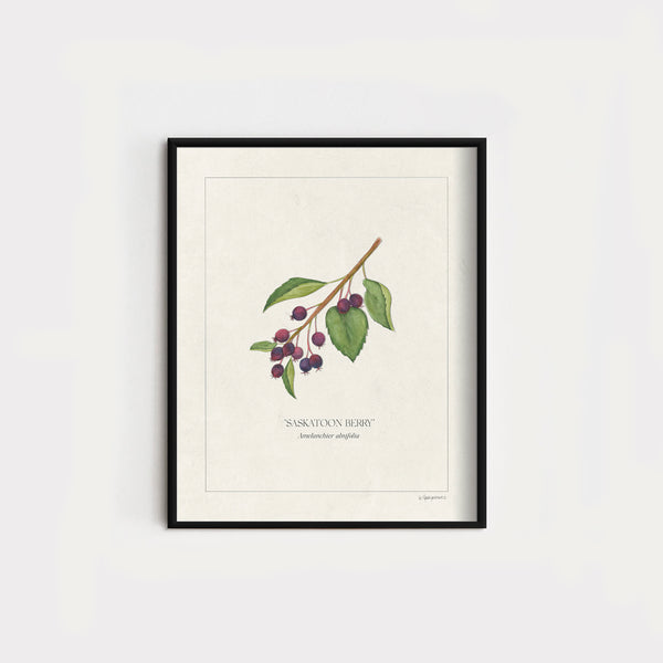 JH x KH Botanicals | Saskatoon Berries